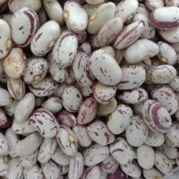 لوبیا چیتی|خوردنی و آشامیدنی|قم, باسکول|دیوار