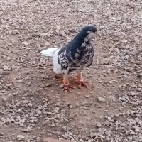 پرنده|پرنده|برازجان, |دیوار