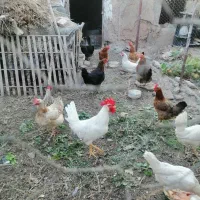 مرغ وخروس فروشی