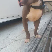 پیت بول نر|سگ|شیراز, کوی آزادگان|دیوار