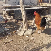 خروس،بوقلمون ماده،مرغ لاری