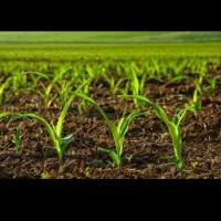 کارگر ساده کشاورزی