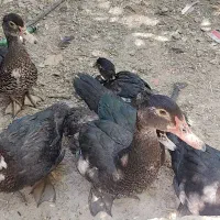 غاز و اردک شمالی با عروس هلندی|پرنده|کنگاور, |دیوار