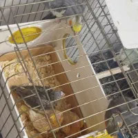 یه جفت عروس هلندی مولد