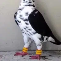 مجموعه  کفتر   انواع کفتر