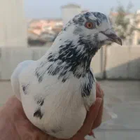 کبوتر نر|پرنده|آستانه اشرفیه, |دیوار