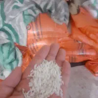 فروش برنج دُم سیاه صدری