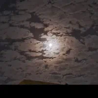 گربه گم شده محدوده علی آباد