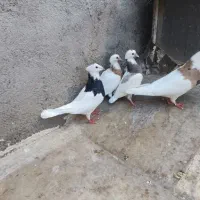 جفت طوقی با دوتا جوجه