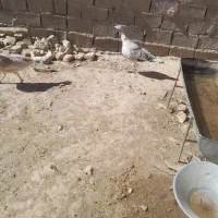 بوقلمون|حیوانات مزرعه|تایباد, |دیوار