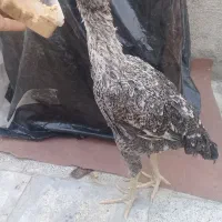 یک جوجه لاری اصیل