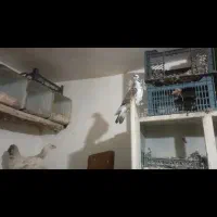 کبوتر پرشی|پرنده|زاویه, |دیوار