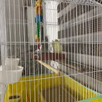 عروس هلندی نر و ماده جوان