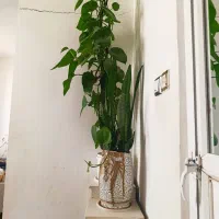 گل پتوس|گل و گیاه طبیعی|حمیل, |دیوار