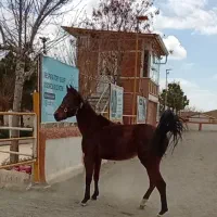 اسب ورزشی پرشی