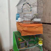 یه جفت پرنده با قفس و لوازم
