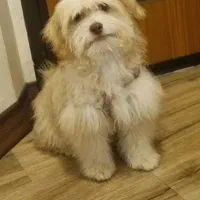 واگذاری سگ تریر نر ۴ ماهه