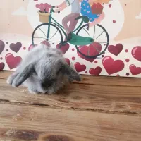 لوپ|موش و خرگوش|کرج, کوی امامیه|دیوار