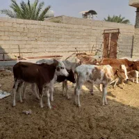 گاو ی گوساله نر در شادگان|حیوانات مزرعه|شادگان, |دیوار