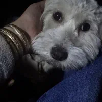 فروش سگ معاوضه با پرنده|سگ|یزد, |دیوار