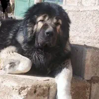 قفقازی با اصالت و همچی تمام