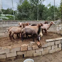 بره گوسفند ۱۰ تا|حیوانات مزرعه|قائمشهر, |دیوار