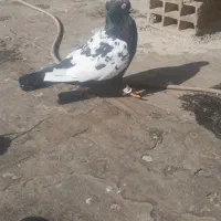 سینه سیاه و سینه مشکی و سبز ماده