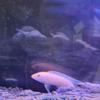 ماهی سیچلاید ماکرو زرد|ماهی|بردسکن, |دیوار