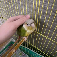 گرینچیک آناناسی رام