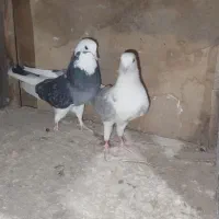 نر پشت جهنمی ماده شازده سیاه