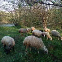 فروش نر|حیوانات مزرعه|لاهیجان, لفمجان|دیوار