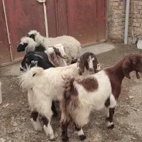 چهار عدد بزقاله دو عدد بره|حیوانات مزرعه|نیمروز, |دیوار