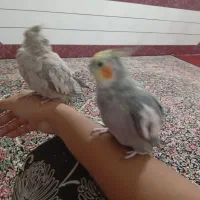 جفت عروس هلندی