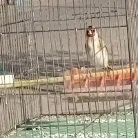 سهره مست جوجه پارسال