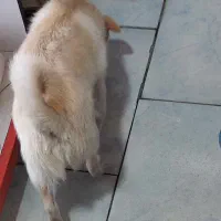 ی سگ خونگی شیتزو میکس نر ۷ماهش