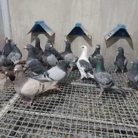 پلاکی شناسنامدار.|پرنده|اصفهان, سپاهان‌شهر|دیوار