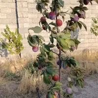 باغ-فروشی-گوارشک-گجوان