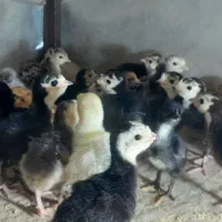 فروش جوجه بوقلمون برنز و محلی واکسن خورده|حیوانات مزرعه|آمل, |دیوار