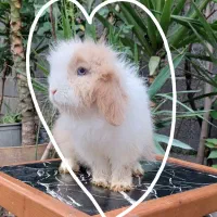 خرگوش لوپ  چشم آبی  نر