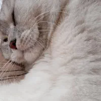 گربه پرشین اسکاتیش