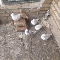 کبوتر پرشی قیمت توافقی