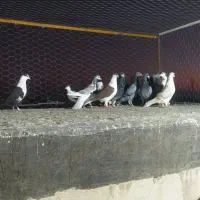 ی تیپ کبوتر20تایی رنگی زدوخوردی بیجا