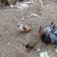 تعدادی مرغ و خروس بومی  وجه بومی