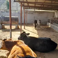 فروش-گاوداری