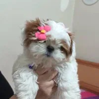 سگ عروسکی مینیاتوری|سگ|تهران, جوادیه|دیوار