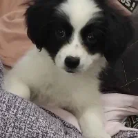 واگذاری توله سگ ۳ماه میکس مالتیز