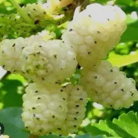 نهال انواع توت با کیفیت|خدمات باغبانی و درختکاری|کبودرآهنگ, |دیوار