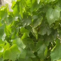 ۲۴۰ متر چهاردیواری