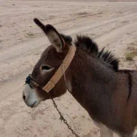 خرماده|حیوانات مزرعه|مبارکه, |دیوار