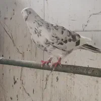 کبوتر